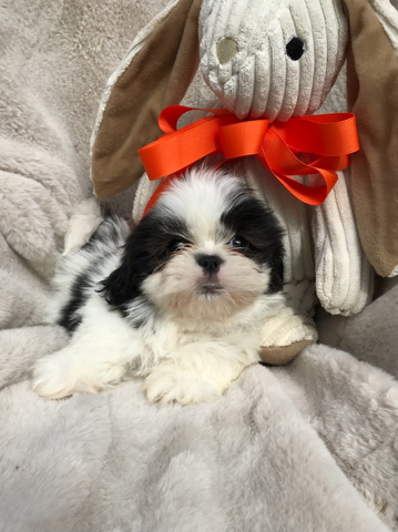 Shih Tzu – Sweet Little Male ShihTzu Puppy