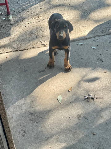 Doberman Pinscher – doberman