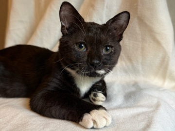 American Shorthair – Meet Rancher - Gentle Soul with Transforming Love – Jacksonville