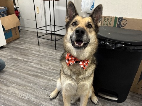 Jack German Shepard Mix 