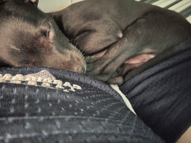 Chihuahua – Looking for a home – Silver Spring