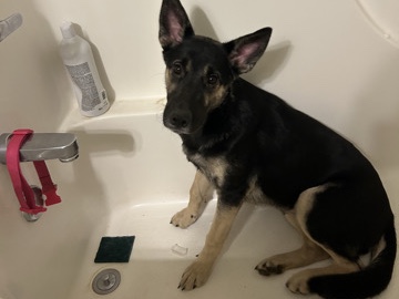 German Shepherd – Meet Lilith – Wisconsin Rapids