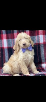 Labradoodle
