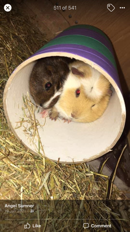 Any – 2 beautiful healthy boy Guinea pigs