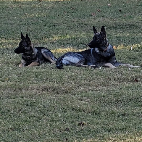 German Shepherd – 2 German shepards Free