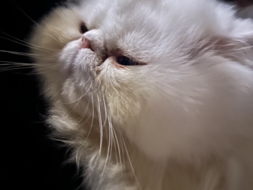 Persian (Traditional) – Persian cat – Henderson
