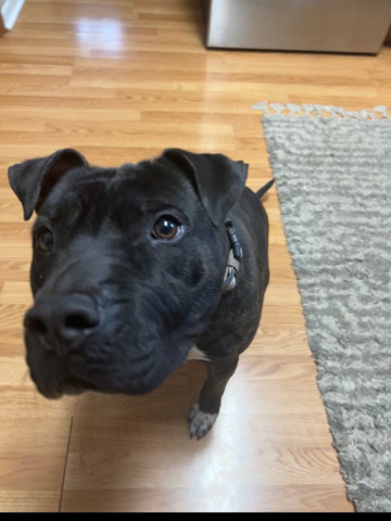 rehome