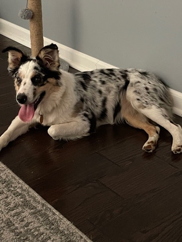 Australian Shepherd – summer
