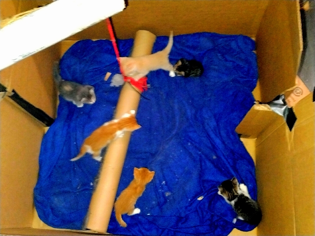 Baby kittens
