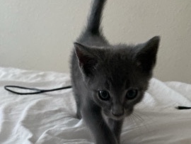 Russian Blue Kitten