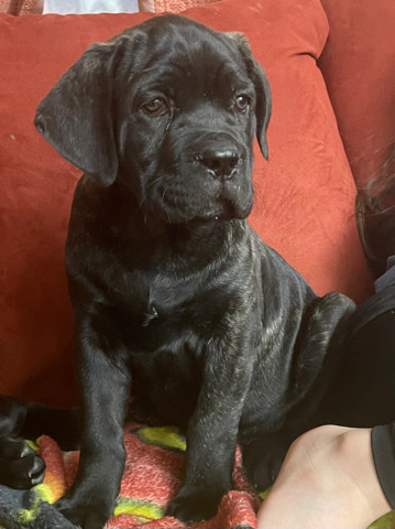 Cane Corso – Iccf Cane Coros Puppies