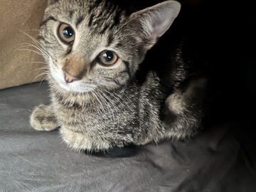 European Shorthair – EKH WEIBLICH – Berlin