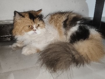 Calico Persian cat – Meerut