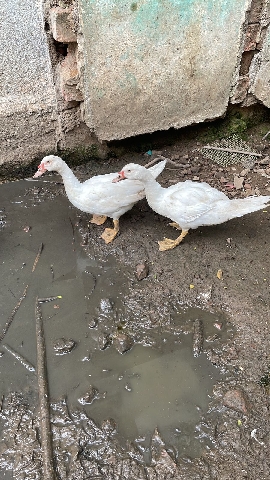 Manila duck