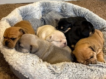 French/English Bulldog Puppies 