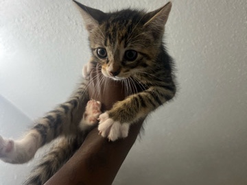 kitty – Houston