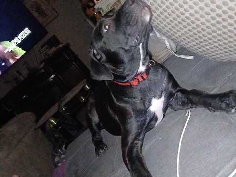 American Pit Bull Terrier – black pit bull amazing dog – Salida