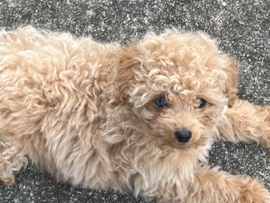 Poodle – Bentley – Grantville