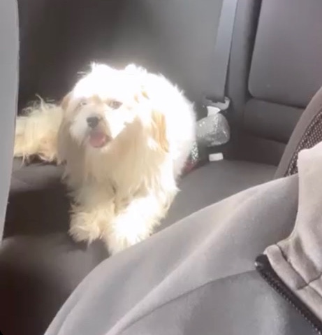 Shih Tzu – Kingston