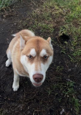 Siberian Husky – Siberian Husky Male Puppy