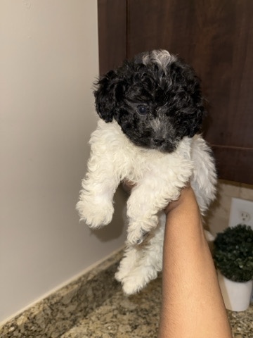 Shih Poo – Shih Poo 💕 – Atlanta