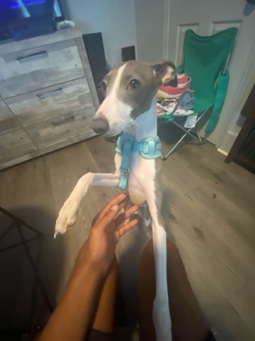 wanted Italian greyhound