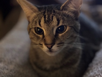 American Shorthair – Bobby Joe – Winston Salem