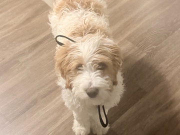 Goldendoodle – Golden Poodle (Rocket) – Silver Spring