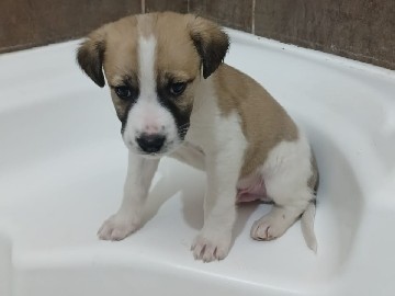 Hund Welpe Rüde Tierschutz Bundesweite Vermittlung – Norderstedt
