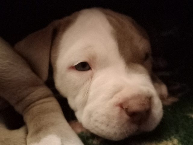 American Pit Bull Terrier β Pitt bull PUPPIES 4sale