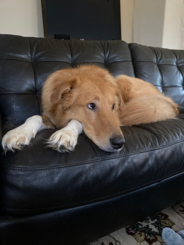Rough Collie – Bear- Rough Collie/Anatolian