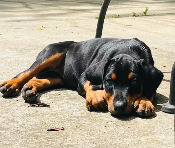 Doberman Pinscher – doberman
