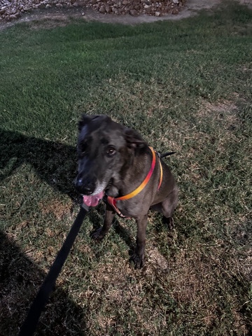 Great Dane – rehome pet