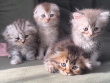 All - 📍 للبيع – كيتن سكوتش و شيرازي available for adoption in الدمام