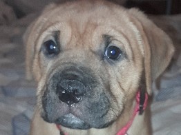 Bullmastiff – Beautiful 8 week old BullmastiffxBritish-Bulldog – South Fremantle