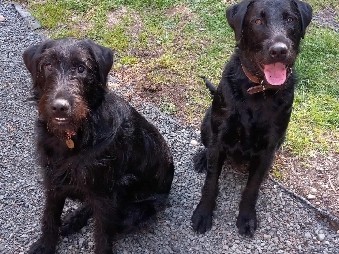Rehome Sibling Dogs Airedale Terrior and Black Lab