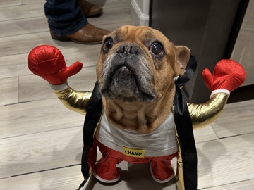French Bulldog – re home – Fresno