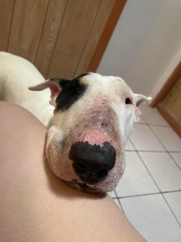 Bull Terrier – Walter