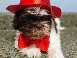 Shih Tzu – Cute Shih Tzu Puppies ready now – Coventry