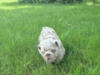 Olde English Bulldogge – English bulldog – Euclid