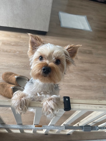Yorkshire Terrier – 1 Yr Old Male Yorkie