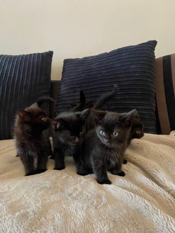 Bombay – Kittens for sale