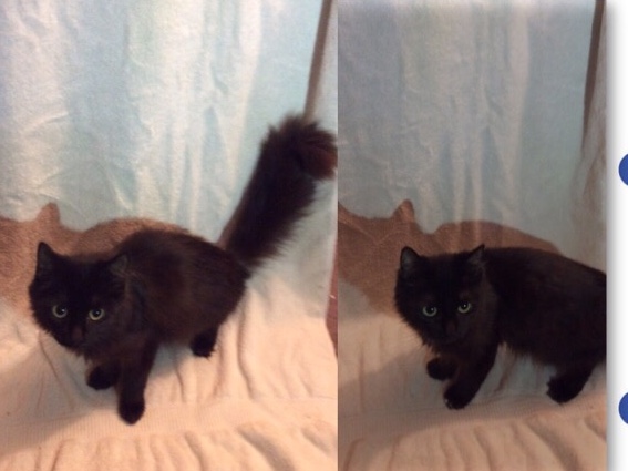 Maine Coon – Sweet twin sisters! – Brockton