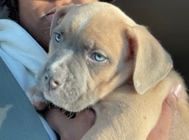 American Pit Bull Terrier – puppy