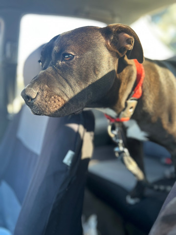 American Pit Bull Terrier – Pittbull