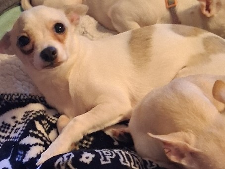 Chihuahua – Friendly Chihuahua Puppy's for Rehoming... – Lowell