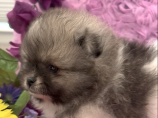 Pomeranian – AKC Parti Female Pomeranian – Shasta