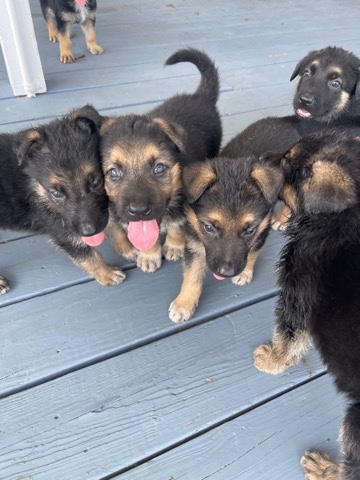 German Shepherd – selling Puppies