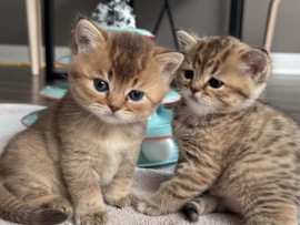Image of British Shorthair