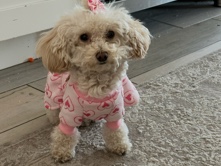 Poodle - teacup toy poodle available for adoption in Phoenix